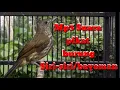 Download Lagu Pikat burung cucak rawis/bayeman ampuh | pancingan dan pikat burung cucak rawis