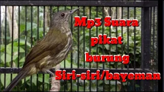 Download Pikat burung cucak rawis/bayeman ampuh | pancingan dan pikat burung cucak rawis MP3