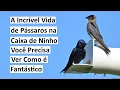 Download Lagu A Incrível Vida de Pássaros na Caixa de Ninho, Você Precisa Ver Como É Fantástico
