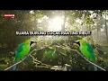 Lagu SUARA BURUNG CUCAK RANTING RIBUT🔥