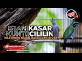Download Lagu 🔴Masteran Kasar Kunti Cililin Materi Cucak Cungkok Gacor vs Srigunting Abu Abu