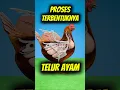 Download Lagu Proses Terciptanya Telur Ayam 😱