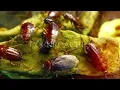 Praying Mantis Facts