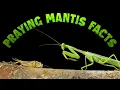 Download Lagu Praying Mantis Facts