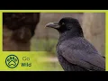 Download Lagu Animal Culture - Animals Like Us 10/11 - Go Wild