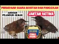 Lagu PERBEDAAN SUARA ANAKAN PELANDUK SEMAK JANTAN DAN BETINA | EXLUSIVE BURUNG MASTERAN FAVORIT