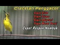 Download Lagu PANCINGAN SOGON NGRIWIK NEMBAK JITU BIKIN SOGON TROTOLAN NDASI DISITU AUTO GACOR‼️LANGSUNG NEMBAK