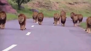 ملك الغابة الوحش الأسطوري وحقائق مدهشة عالم الحيوانات المفترسة  ملك الغابة الوحش الأسطوري وحقائق مدهشة عالم الحيوانات المفترسة