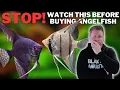 Dont Buy an Angelfish Without Watching this First