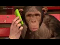 Download Lagu Monkeys react to magic