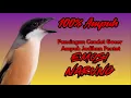 Download Lagu burung pentet gacor FULL ISIAN NARUNG untuk PANCINGAN CENDET AGAR BUNYI jadikan BURUNG CENDET GACOR