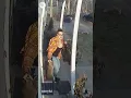 Download Lagu Heroic mom saves terrified five-year-old from raccoon attack | USA TODAY #Shorts