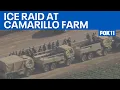 Download Lagu Ventura County ICE raid leads to massive protest: Feds detain dozens | FOX 11 LA