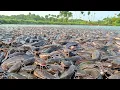 Download Lagu KEGILAAN MAKAN!!  Ikan Lele Liar Berpesta Dengan Biji-Bijian Pelet!! Hungry Wild Catfish!!