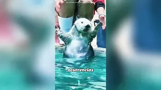 Esta pequeña nutria lo tiene todo