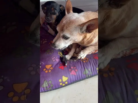 Pinscher querendo arrancar sua unha ￼￼