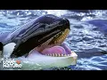 Canada s Wildest Pacific Coast Undiscovered Vistas 206