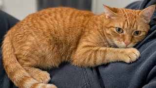 He Is Expecting The Worst At The Vet | This Is Your Daily Dose of Cats Day 132