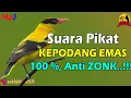 Download Lagu Suara Pikat KEPODANG EMAS Paling Cepat Turun. Terbukti Ampuh..!!