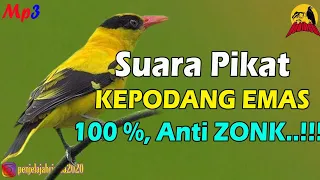 suara pikat kepodang emas paling cepat turun terbukti ampuh 