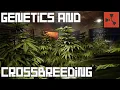 Rust - Comprehensive Genetics and Crossbreeding Guide