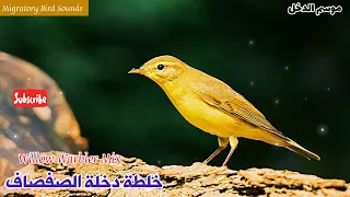 موسم الدخل  خلطة دخلة الصفصاف  أصيفر   شحيم                     دندنها