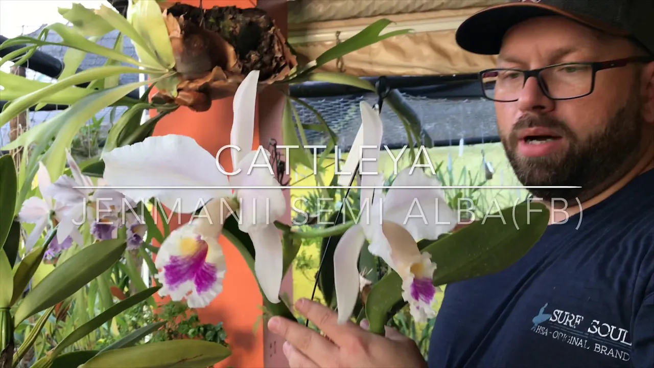 FLORAÇÃO DE ORQUÍDEAS, CATTLEYA PORTIA BARONESA, E ORGANIZAÇÃO NO ORQUIDÁRIO