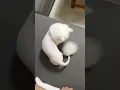 Shaved pussy cat Like and Subscribe
