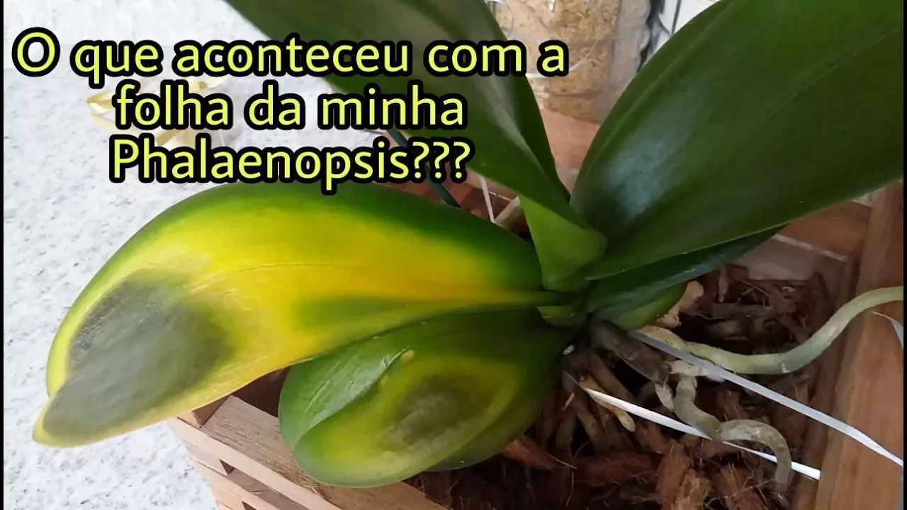 O QUE ACONTECEU COM A FOLHA DA MINHA ORQUÍDEA PHALAENOPSIS?