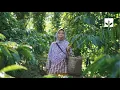 Download Lagu HRNS Didukung oleh Smucker's: Menciptakan Masa Depan yang Lebih Baik bagi Petani Kopi di Indonesia
