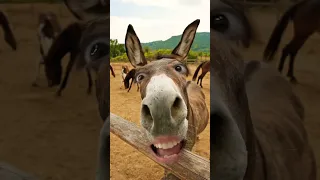 ياغنماتي ماء ماء Yearofyou Funny Shorts  ياغنماتي ماء ماء Yearofyou Funny Shorts