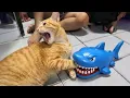 You Can’t Stop Laughing At These Cats 😂 TOP Funny Cats Video 2025
