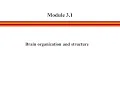 Module 3 Segment 1 - The Brain