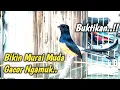 Download Lagu TERCEPAT MERANGSANG EMOSI // SEKETIKA MURAI LOYO JADI FIGHTER GACOR