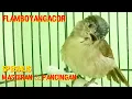 Download Lagu Burung FLAMBOYAN GACOR NGEBREN NYERECET RAPAT SPESIAL BUAT MASTERAN DAN PANCINGAN.
