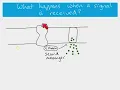 AS Biology - Cell signalling