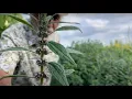 Motherwort - How to Grow and Harvest with Michael Pilarski Skeeter
