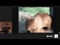Irina Shestak Building Interactive npm Command Line Modules -