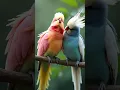Download Lagu Love birds romantic love #birdslovers #natural #shorts #wildlife