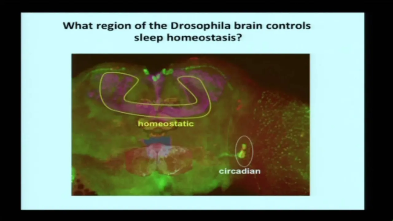 Dr. Amita Sehgal - What controls sleep?