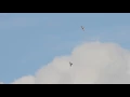 Hobby vs Kestrel