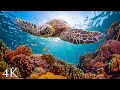 Download Lagu 11HRS of 4K Turtle Paradise - Undersea Nature Relaxation Film + Meditation Music by Jason Stephenson