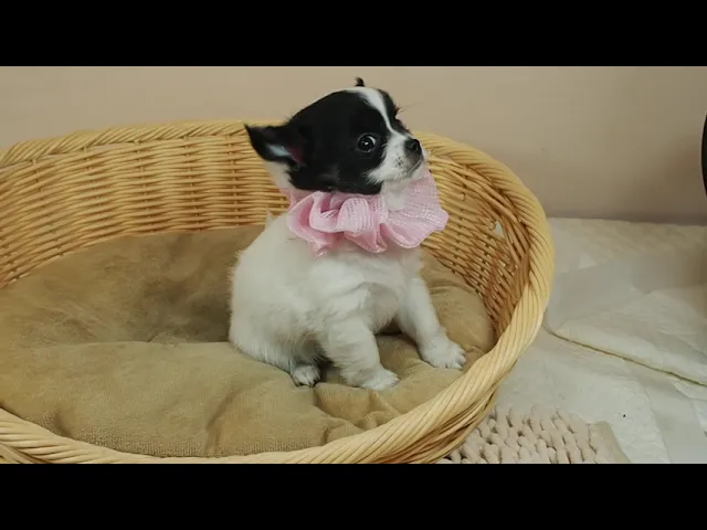 動画