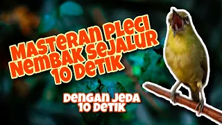 Download Masteran Pleci Nembak Sejalur 10 Detik, Dengan Jeda 10 Detik MP3