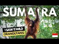 Download Lagu Solo in Sumatra Indonesia! | 8 Days in the Wild!