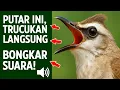 Lagu Masteran trucukan gacor ngalas tarung ropel paling bagus untuk pancingan trucukan agar bunyi nyaut