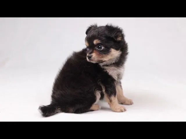 動画