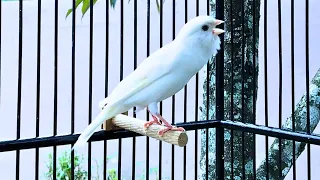 الكناري الخاص بك لن يتوقف عن الغناء قم بتشغيل هذه الأغنية أفضل تدريب الكناري 