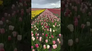 حالات واتس اب مناظر طبيعية خلابة 