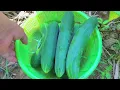 Go down to the river to catch mussels, pick bamboo shoots, live with nature